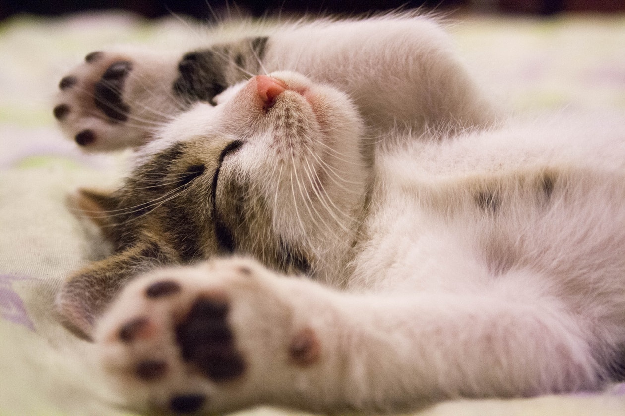 cómo cuidar a mi gato