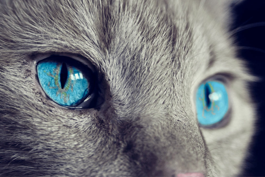 ojos gato
