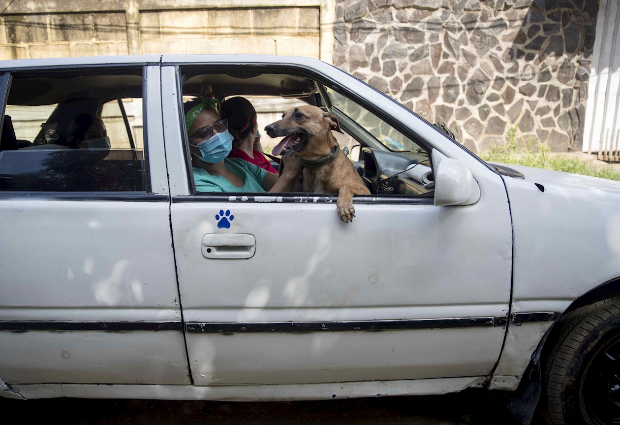 Pulutaxi Peluditos