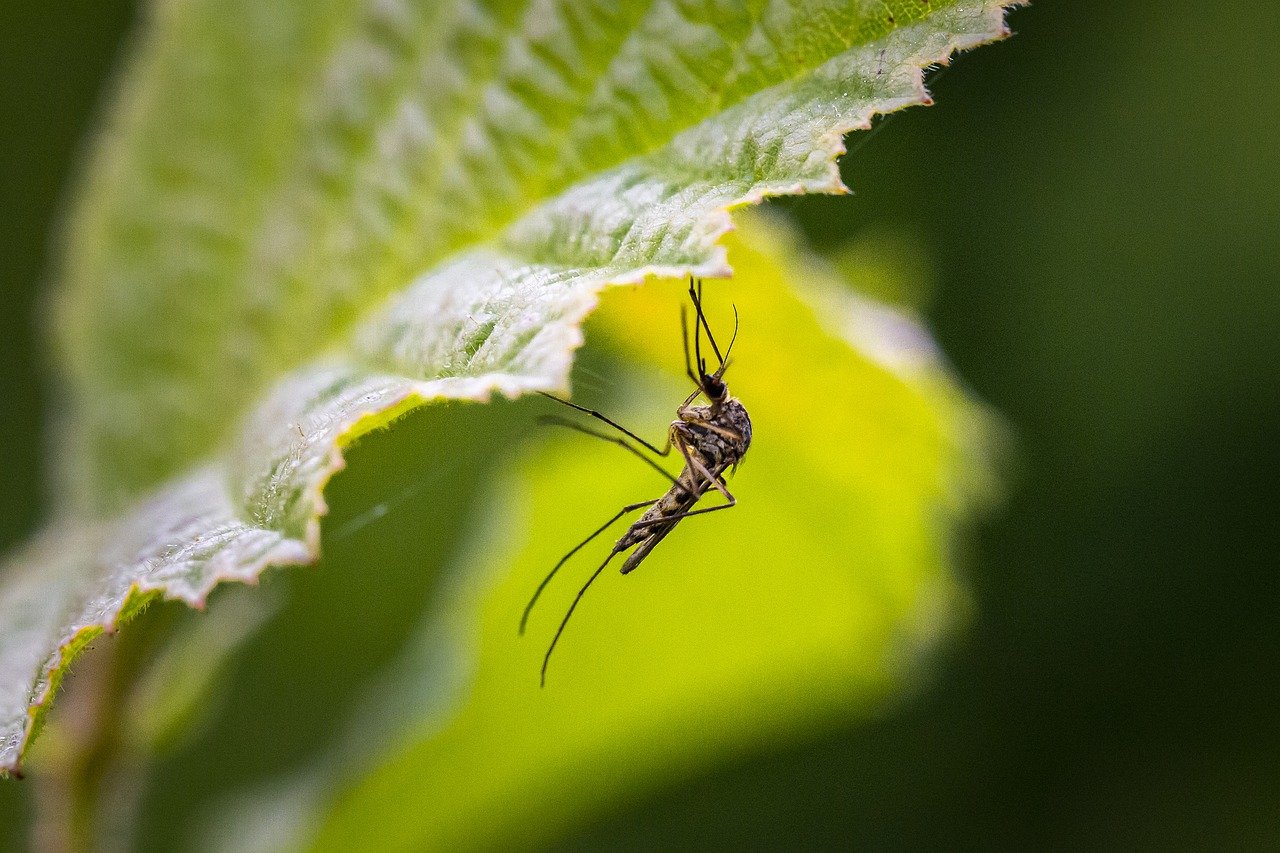 Cómo viajan los mosquitos