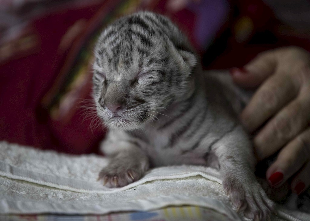 Tigre de bengala blanca nace en Nicaragua