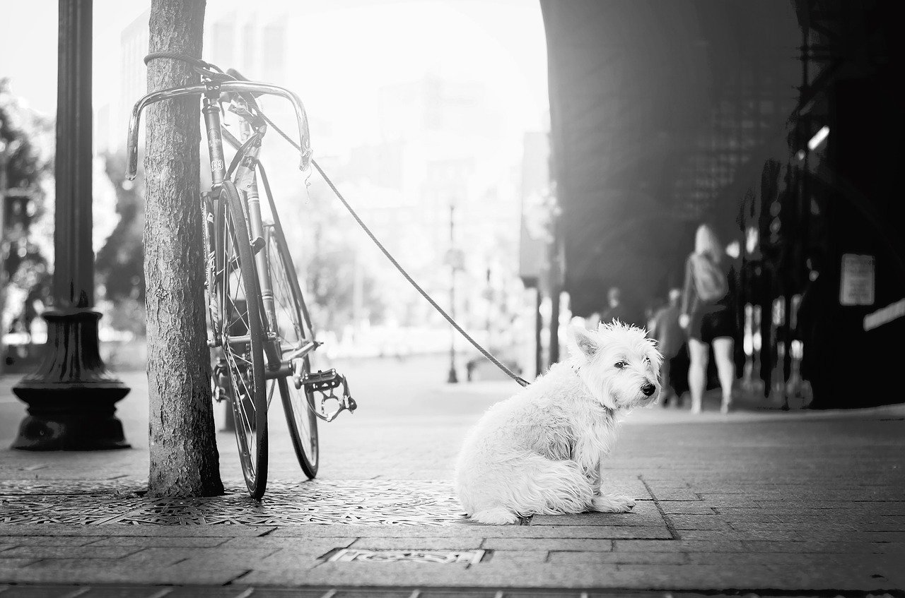 Perros solo ven en blanco y negro