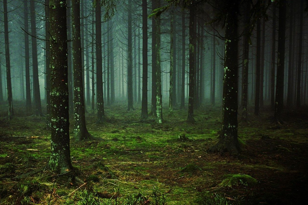Bosques